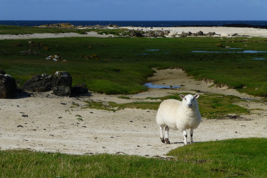 Domestic sheep, Isle of Mull